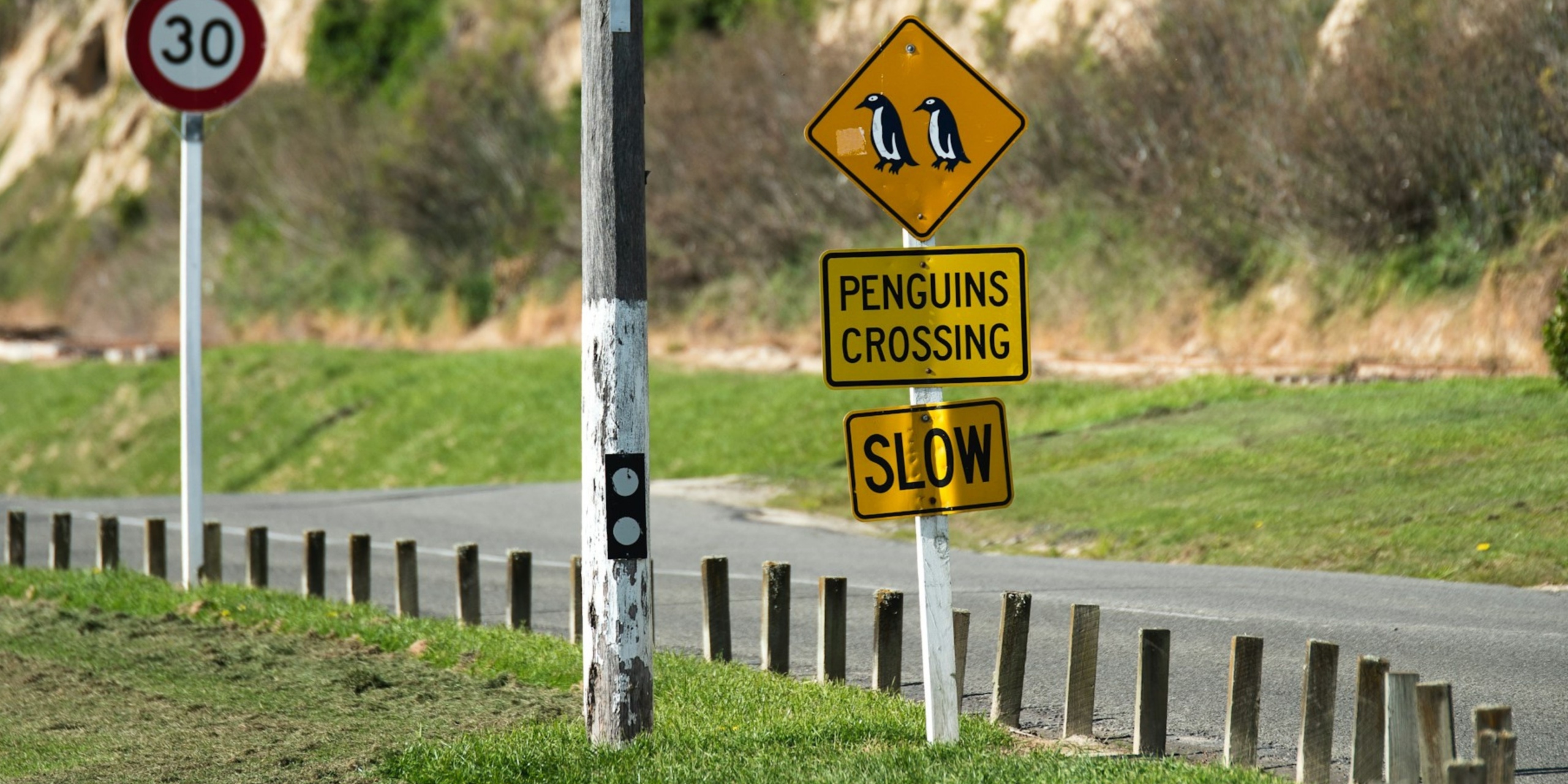 Penguin Crossing Image of windy road featuring a "Penguin Crossing" Road Sign and guardrail.
