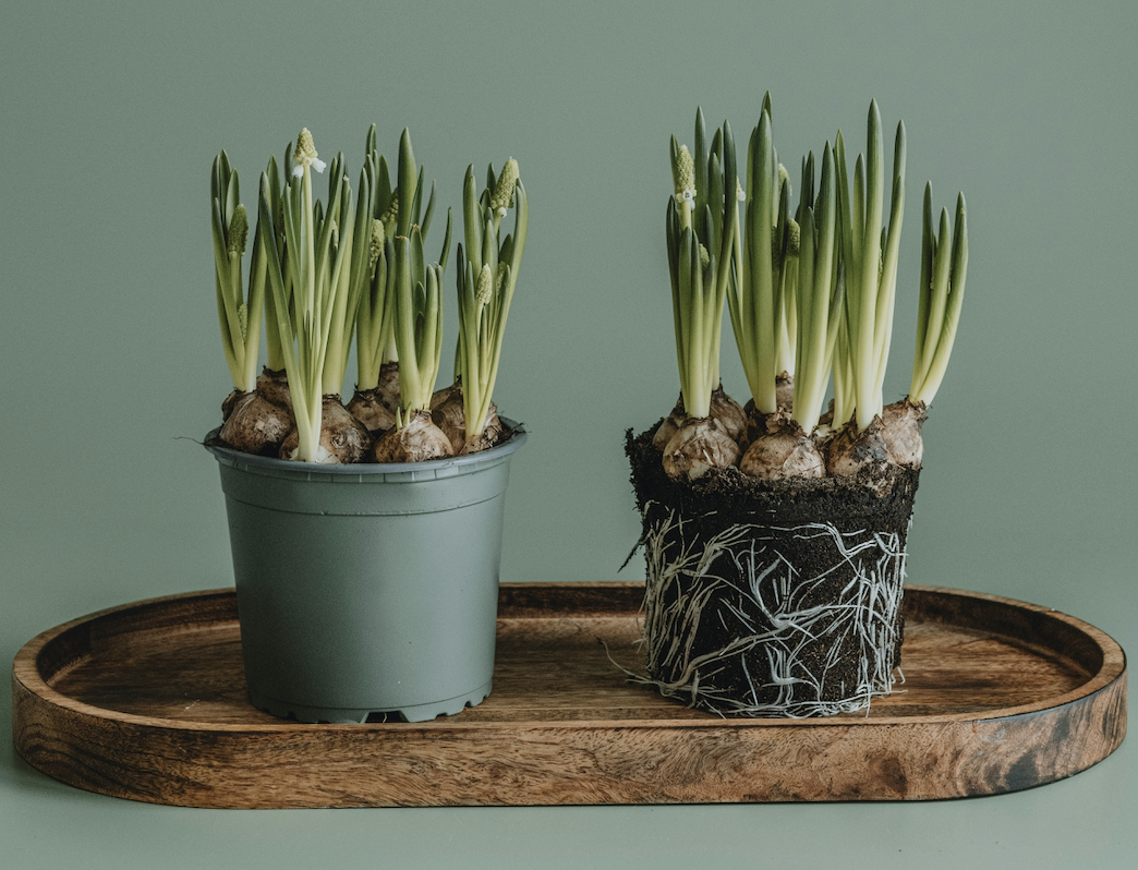 Two identical plants side by side on a wooden tray — one in a standard pot, one with its root system fully exposed — a visual metaphor for what reference checks reveal about technology vendors when associations look beyond the surface of a polished sales process.
